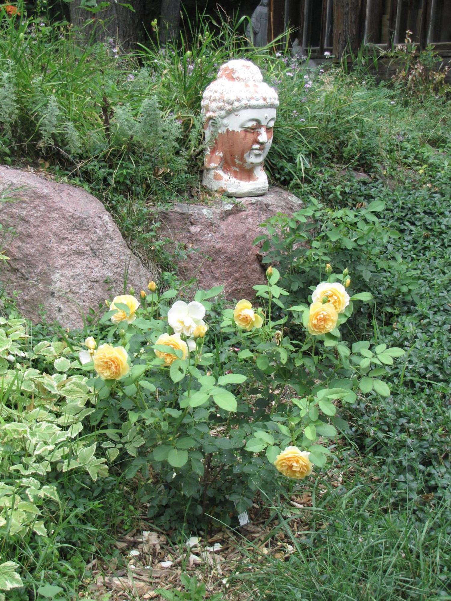 Shambhala Bed And Breakfast Buckhorn Esterno foto